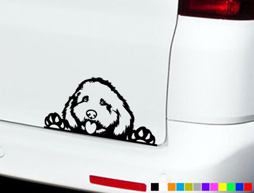 Cockapoo car stickers - car,